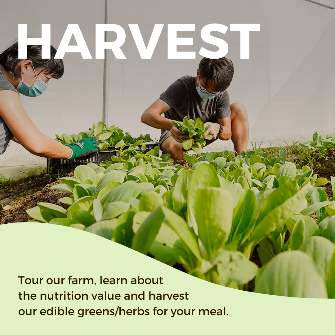 #GoGreenSG Signature Harvest Farm Tour