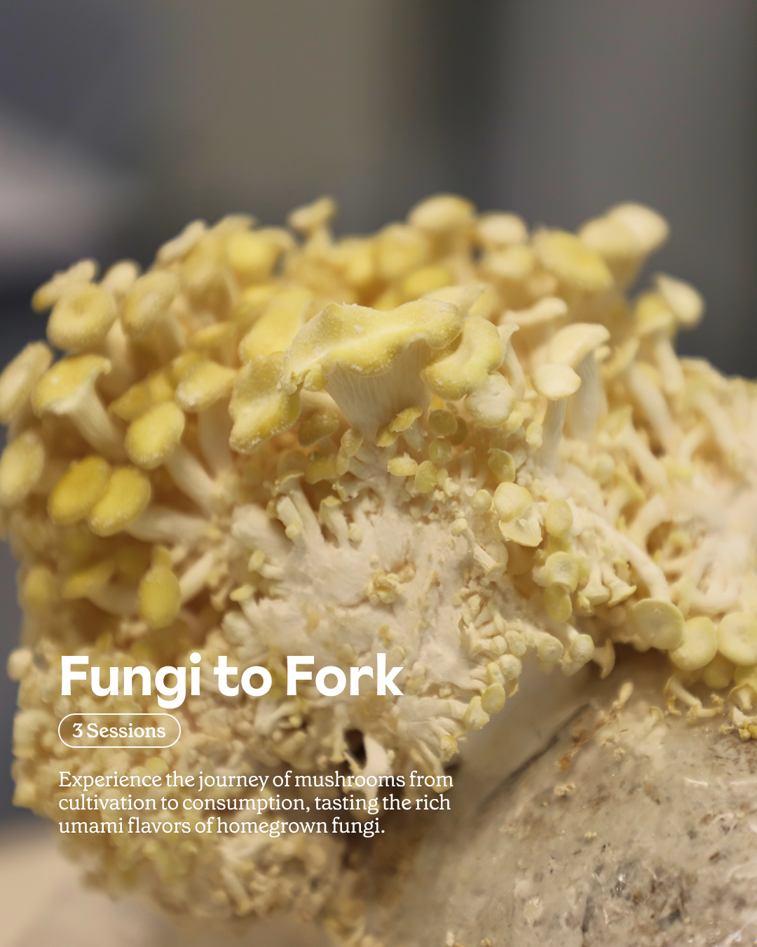 Future Forest Festival: Spring Edition