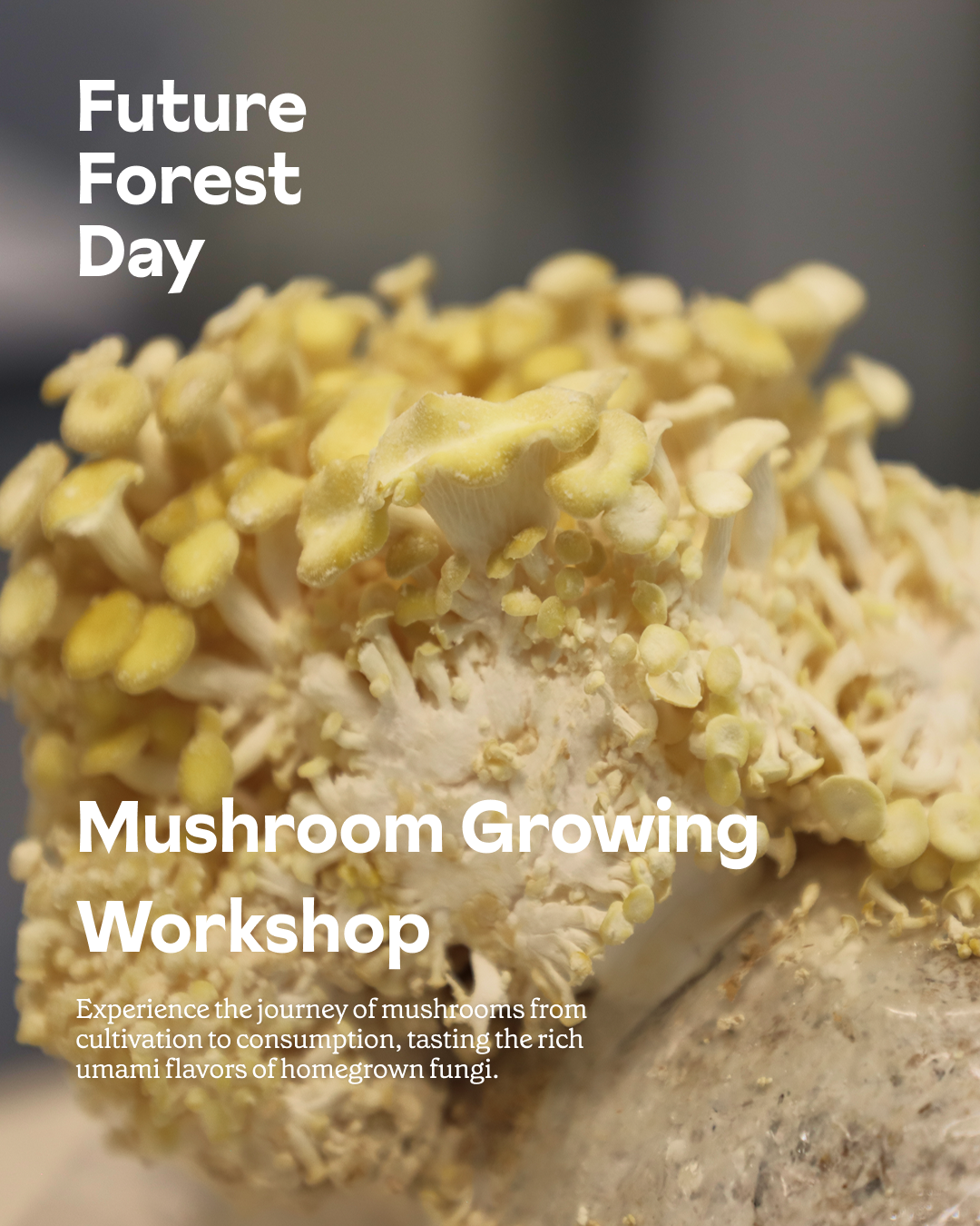 Future Forest Day: Mushroom Growing Workshop