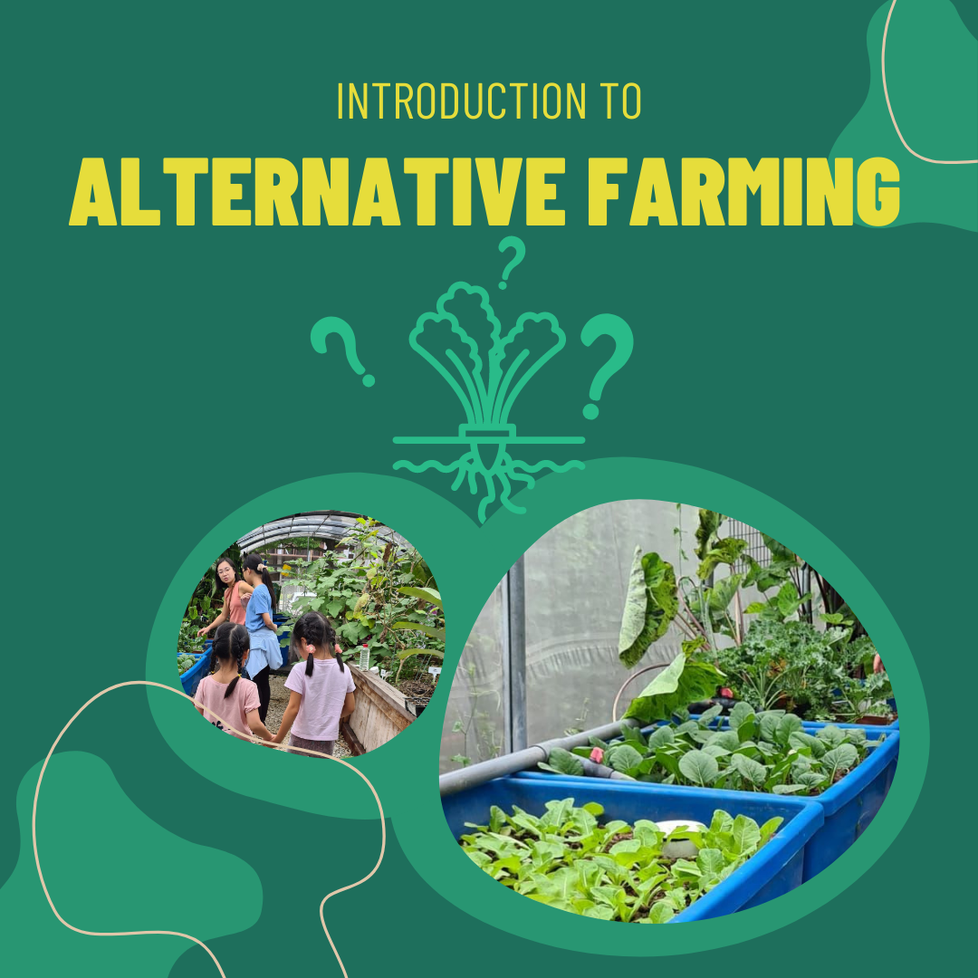 Aquaponic Farming Workshop for Kids