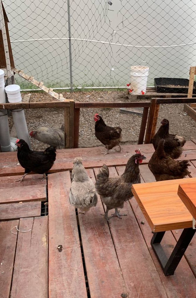 Alternative Farming - An aquaponics & hydroponics workshop