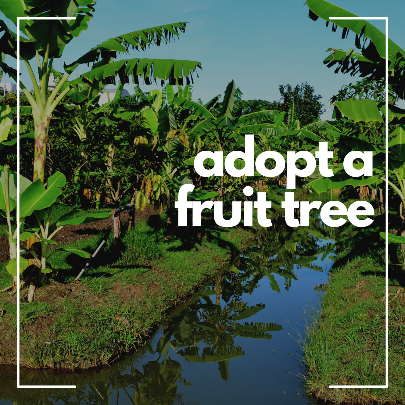 Adopt a tree - A Fruit Tree