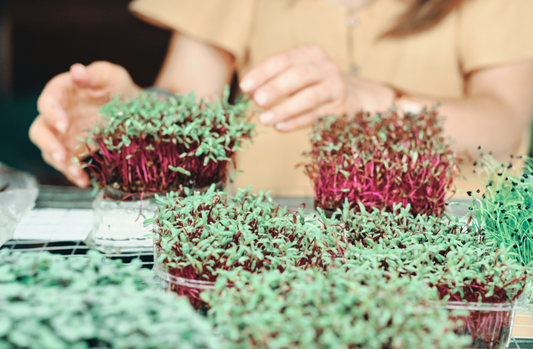 Biophilic Learning and Engagement: The Power of Growing Microgreens in the Workplace