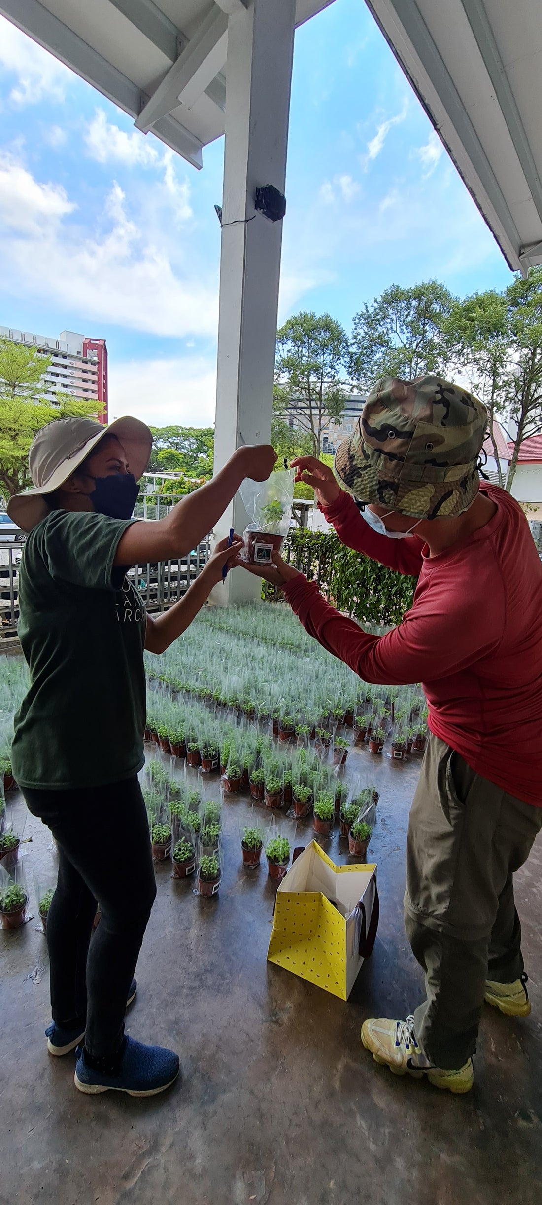 City Sprouts and Advisors’ Clique to Gift  2,000 Potted Seedlings on World Food Day