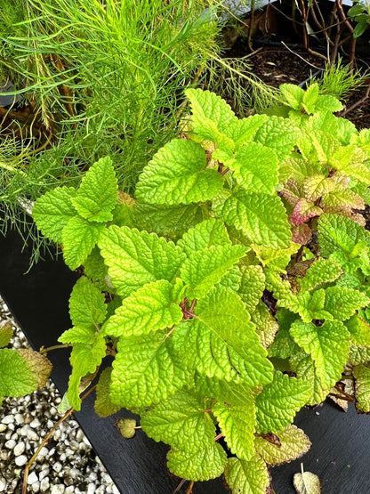 Herbs Pharmacy: Build Your Own Herb Garden!