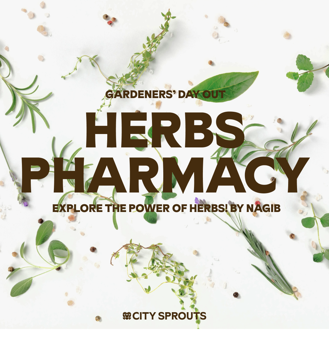 Herbs Pharmacy: Build Your Own Herb Garden!