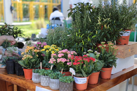 Plants at Nadia’s Plant Clinic