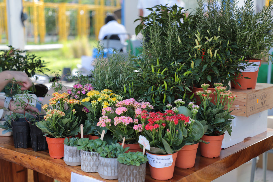 A selection of plants at Laughing Leaves’ Plant Clinic