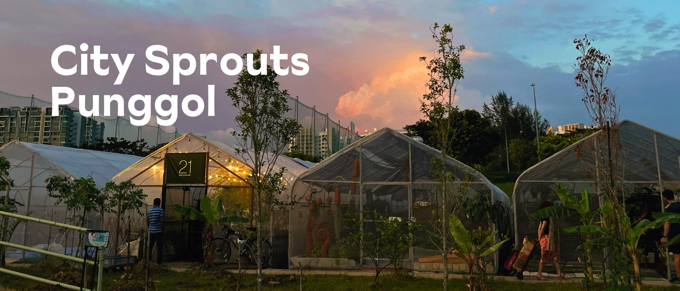Main image for City Sprouts @ Punggol