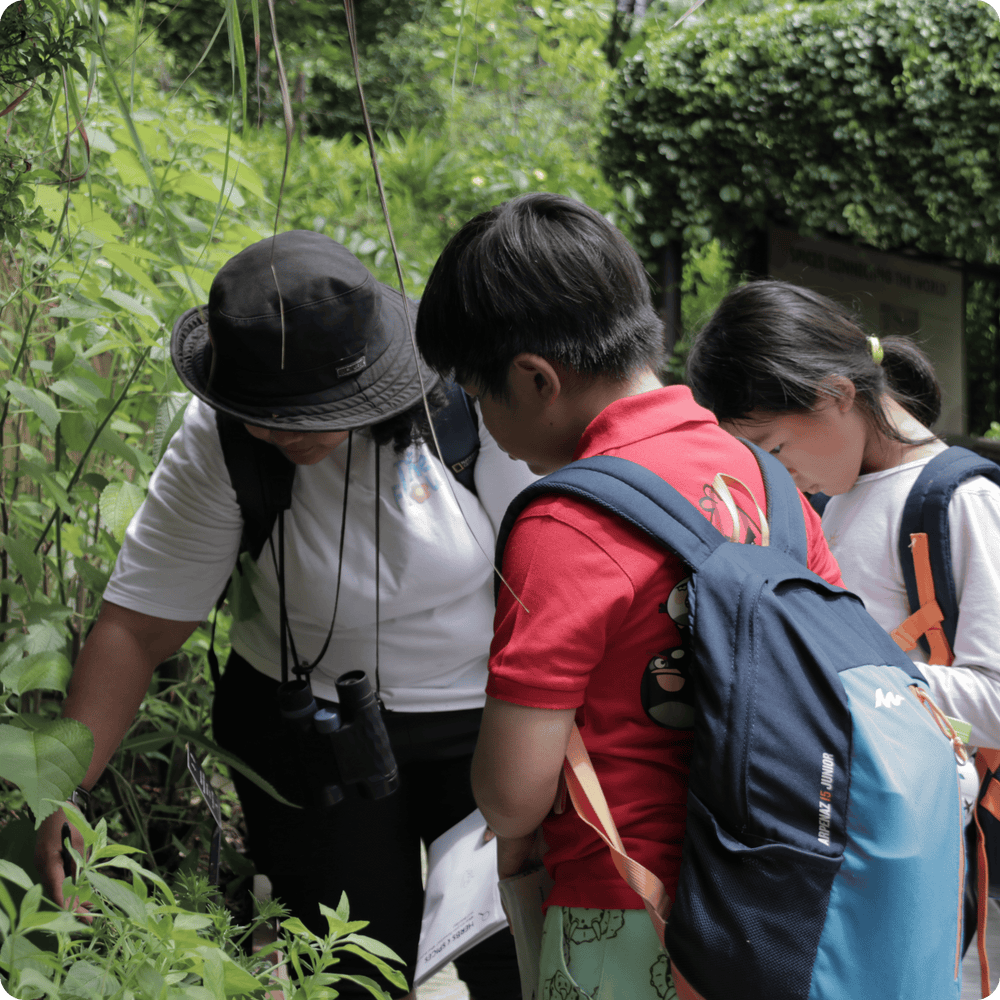 Student observing local plants and wildlife during a guided nature walk in Singapore