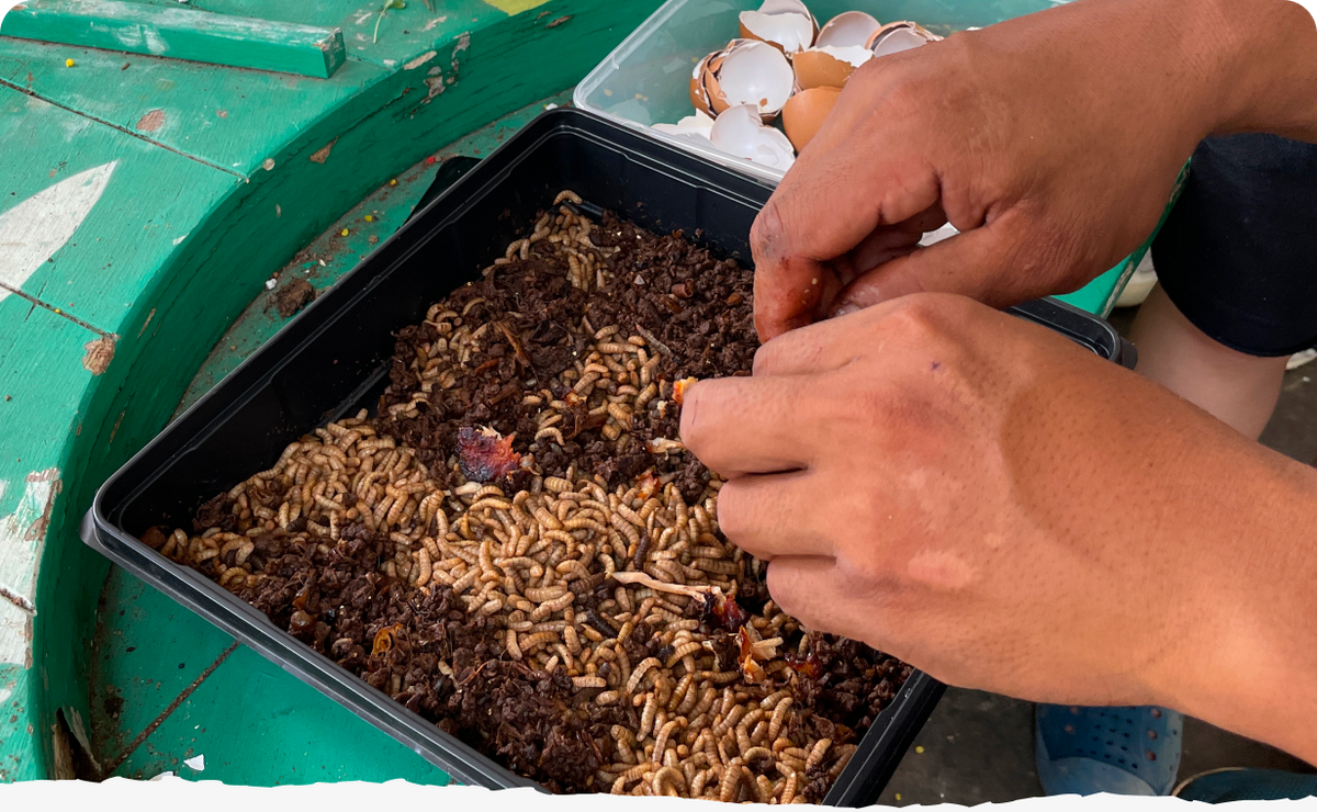 Students participating in a recurring Gardening CCA programme