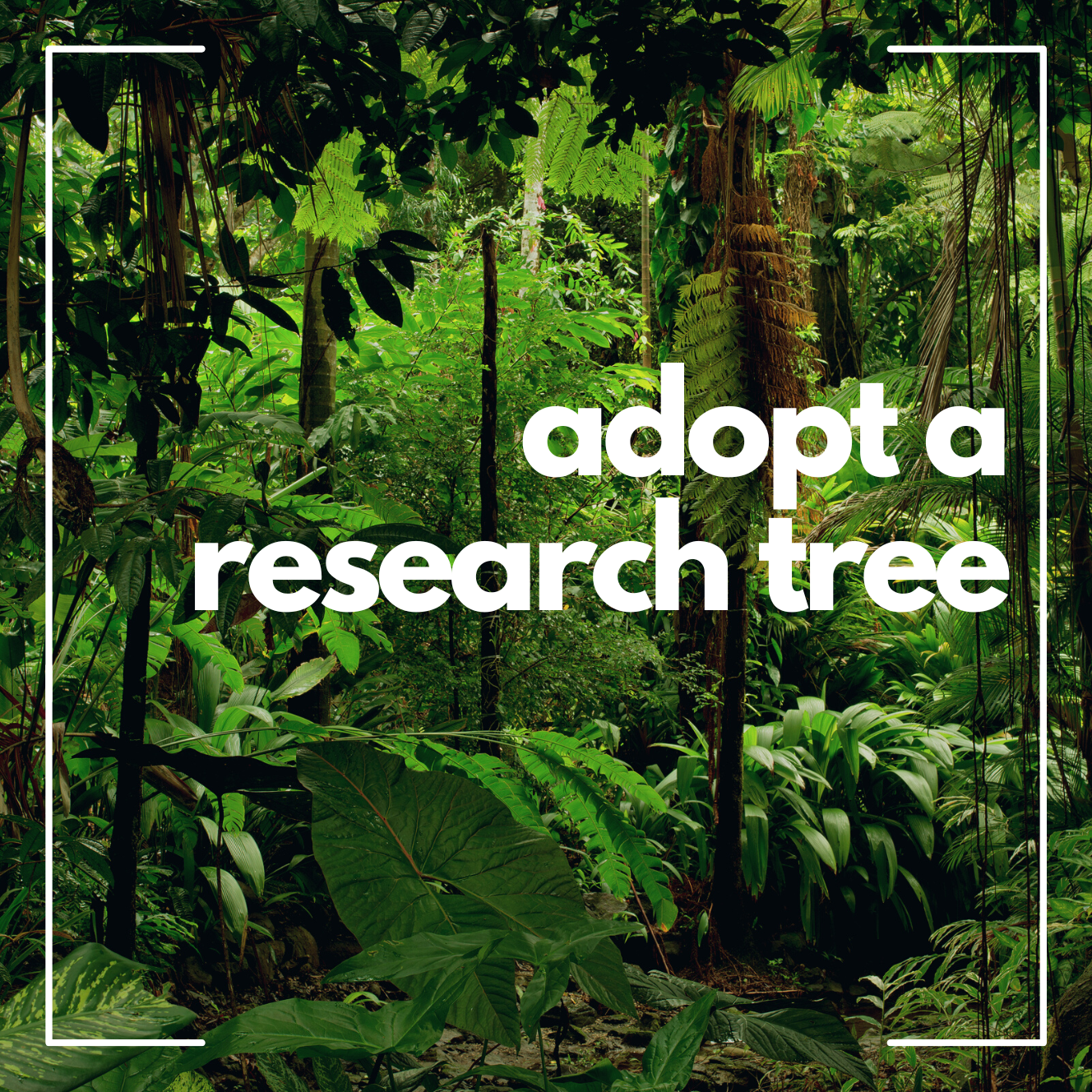 Adopt a tree - for research