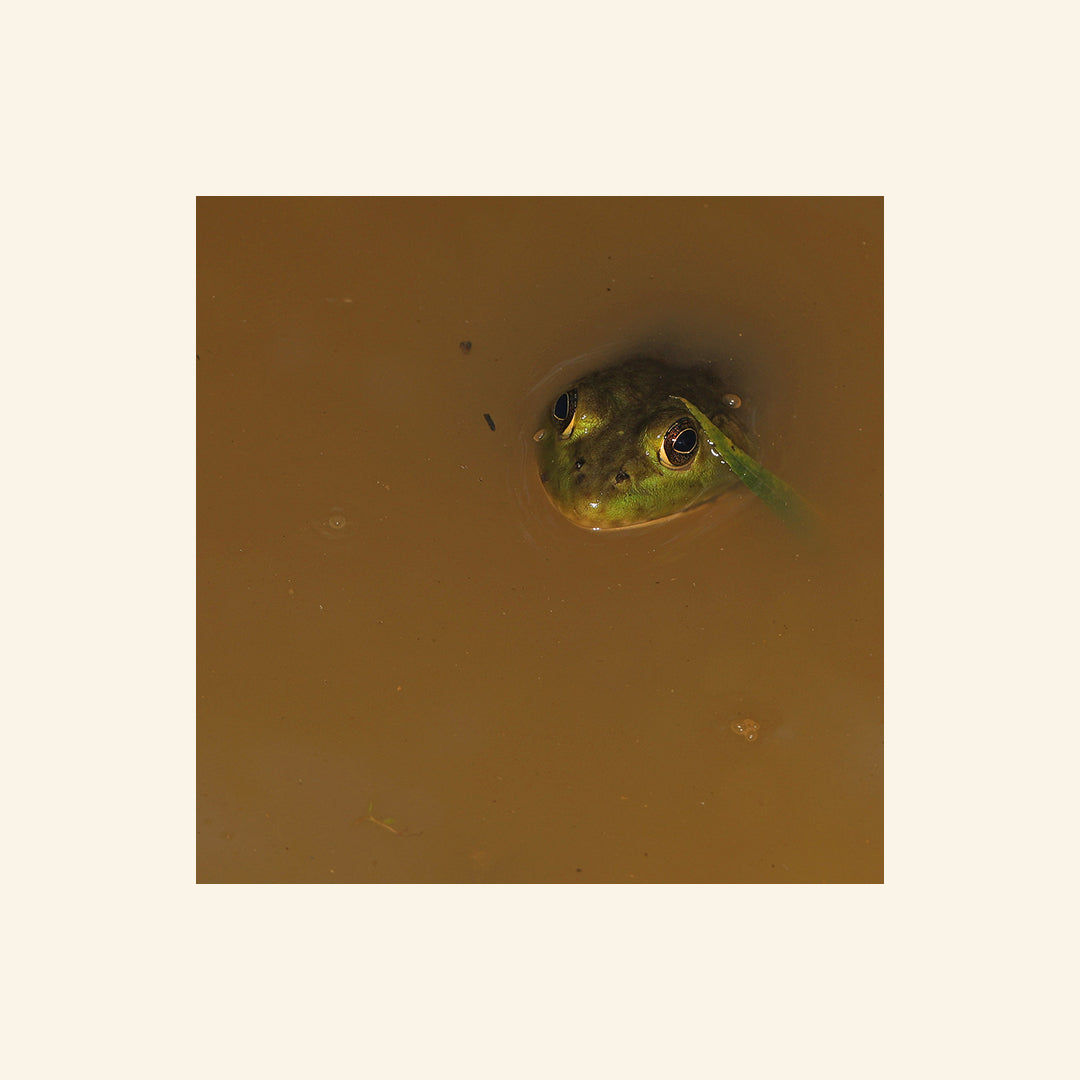 Bullfrog Encounters