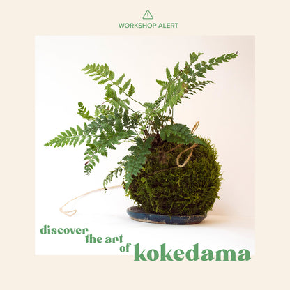 DIY Kokedama Ball